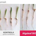 algaleaf_bio_doswiadczenie_jeczmien