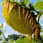 slonecznik_ES_Hudson_koszyczek_01