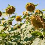 slonecznik_ES_Hudson_koszyczek_03