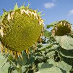 slonecznik_ES_Hudson_koszyczek_06