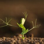 PLANTULE DE POIS PROTEAGINEUX