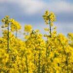 rapeseeds-g763c37f67_1280_stock